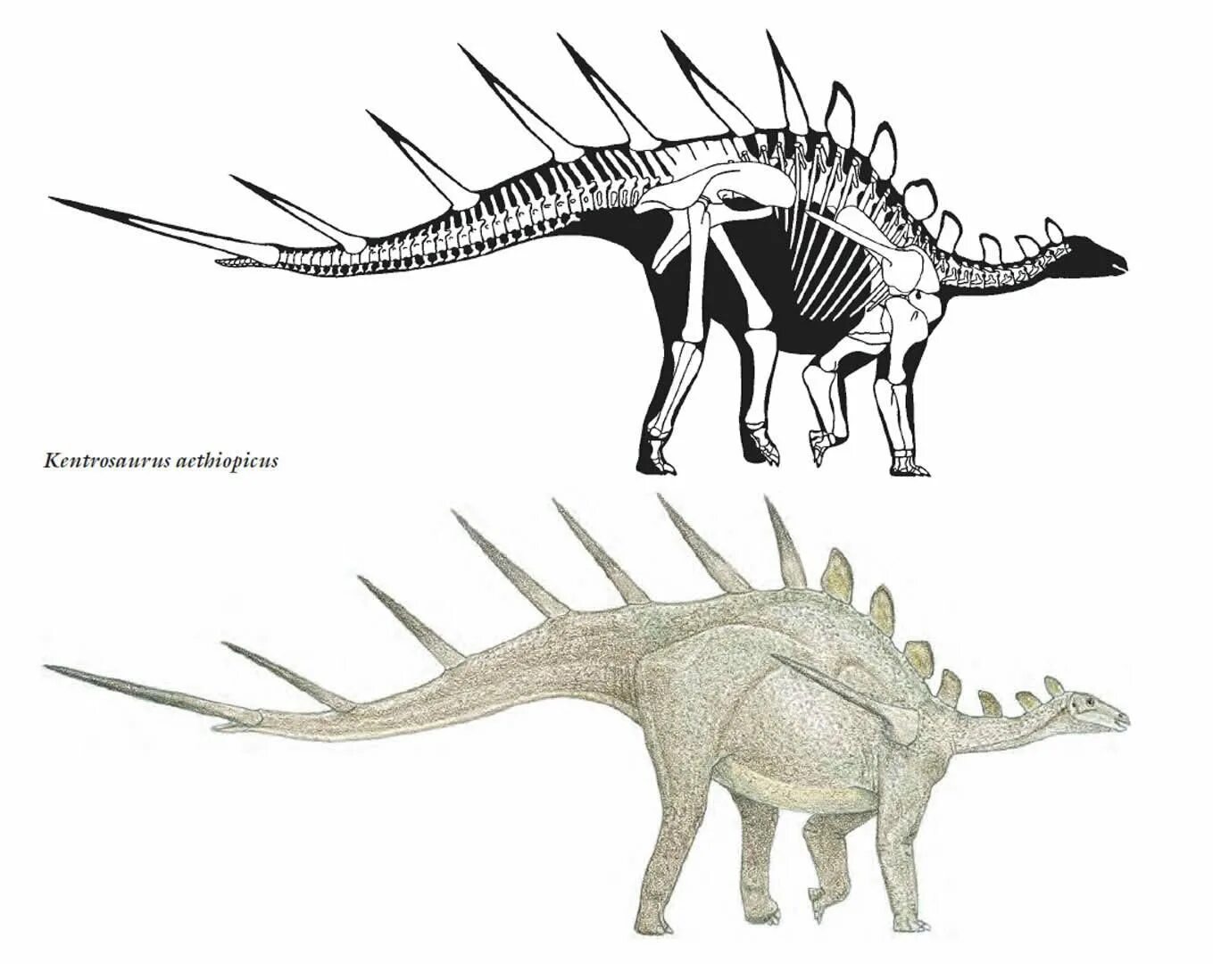 Kentrosaurus aethiopicus. Кентрозавр скелет. Кентрозавр динозавр. Кентрозавр АРК. Травоядные динозавры с шипами