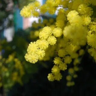Какой цветок мимоза