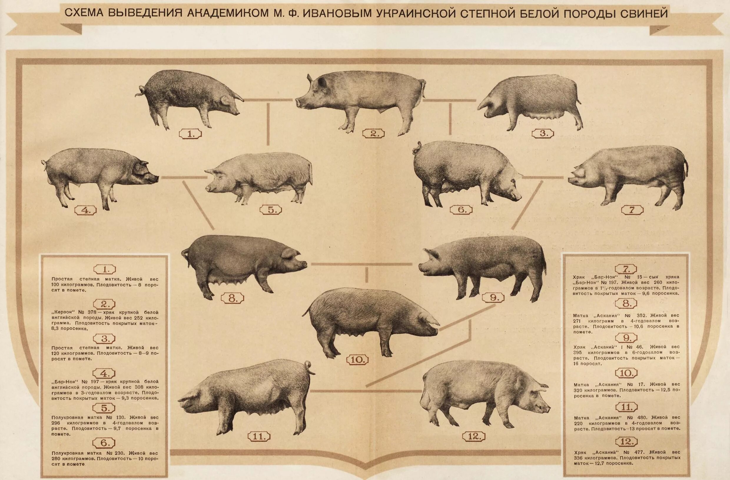 Схема выведения украинской Степной белой породы свиней. Украинская Степная белая порода свиней. Выведение украинской Степной белой породы свиней. Схема пород свиней. Степная свинья