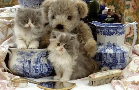 Мишка котик