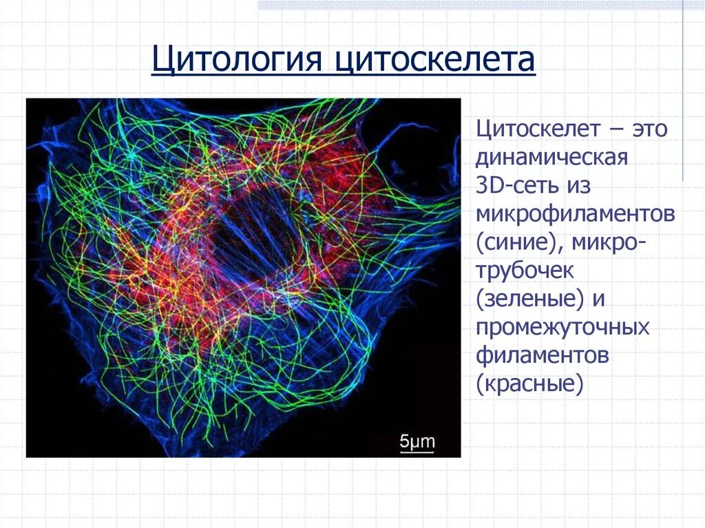 Центры цитологии