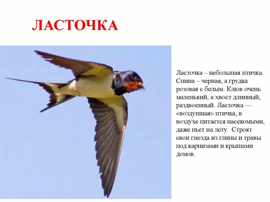 Видео про стих ласточка. Ласточка перелетная птица или нет. маленькая птичка с раздвоенным хвостом. ласточка птица презентация. ласточка перелетная птица описание.