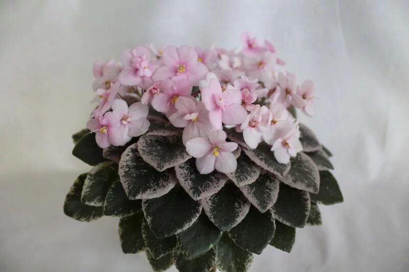 Крем мыло дав. Мало дав. Sorano) фиалка. Мыло дав 135. Мыло dove beauty cream bar 135.