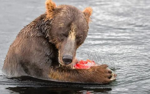 Bears eat fish