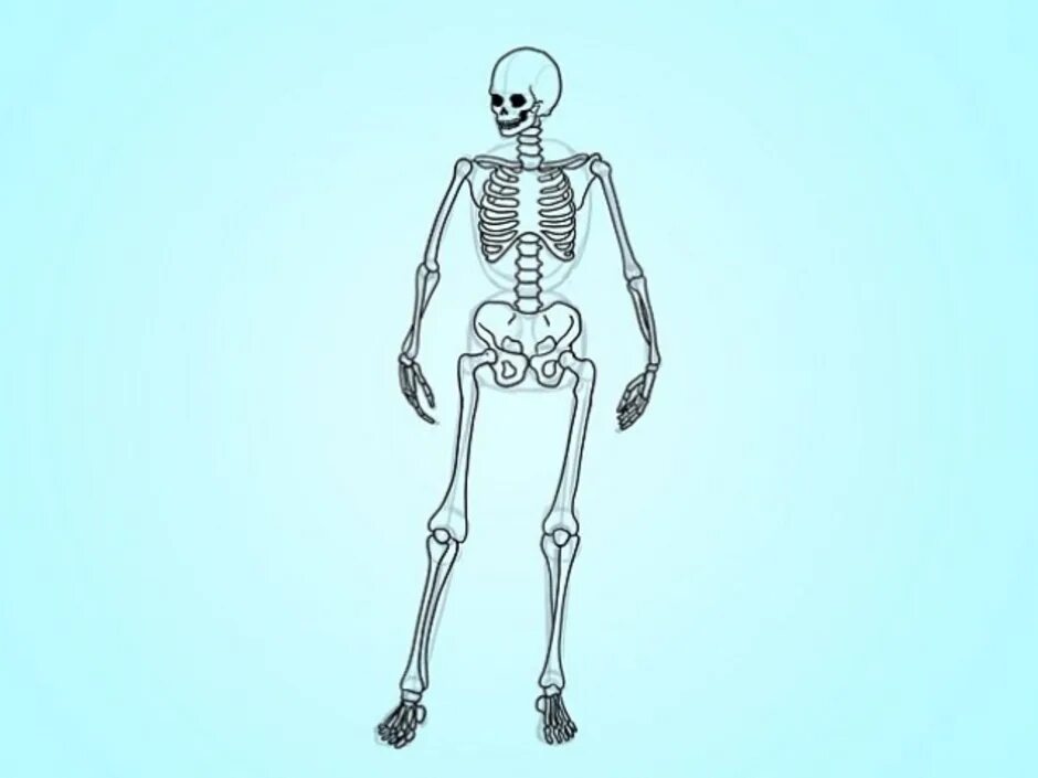 Скелет рисунок. Скелет человека для рисования. Скелет человека для срисовки. Скелет нарисовать. Как рисовать скелет