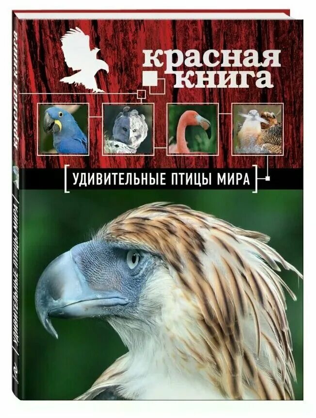 Животные занесенные в красную книгу. Птицы красной книги. Птицы красной книги. Птицы занесенные в красную. Красная книга росси птицы.