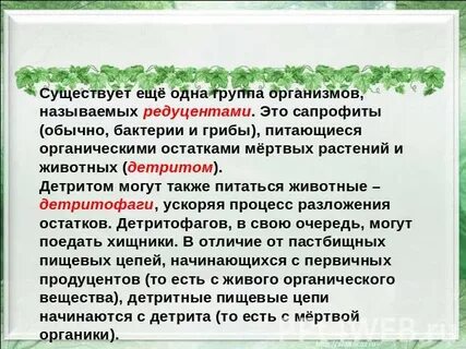 Редуцент 2 детритофаг 3 фитофаг