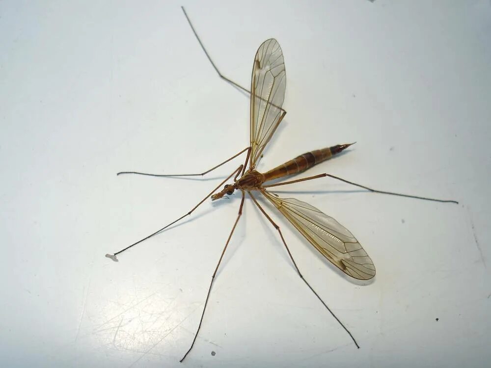 Комар большой как называется с длинными. Комар долгоножка. Насекомое малярийный комар. Малярийный комар долгоножка. Малярийный комар анофелес.