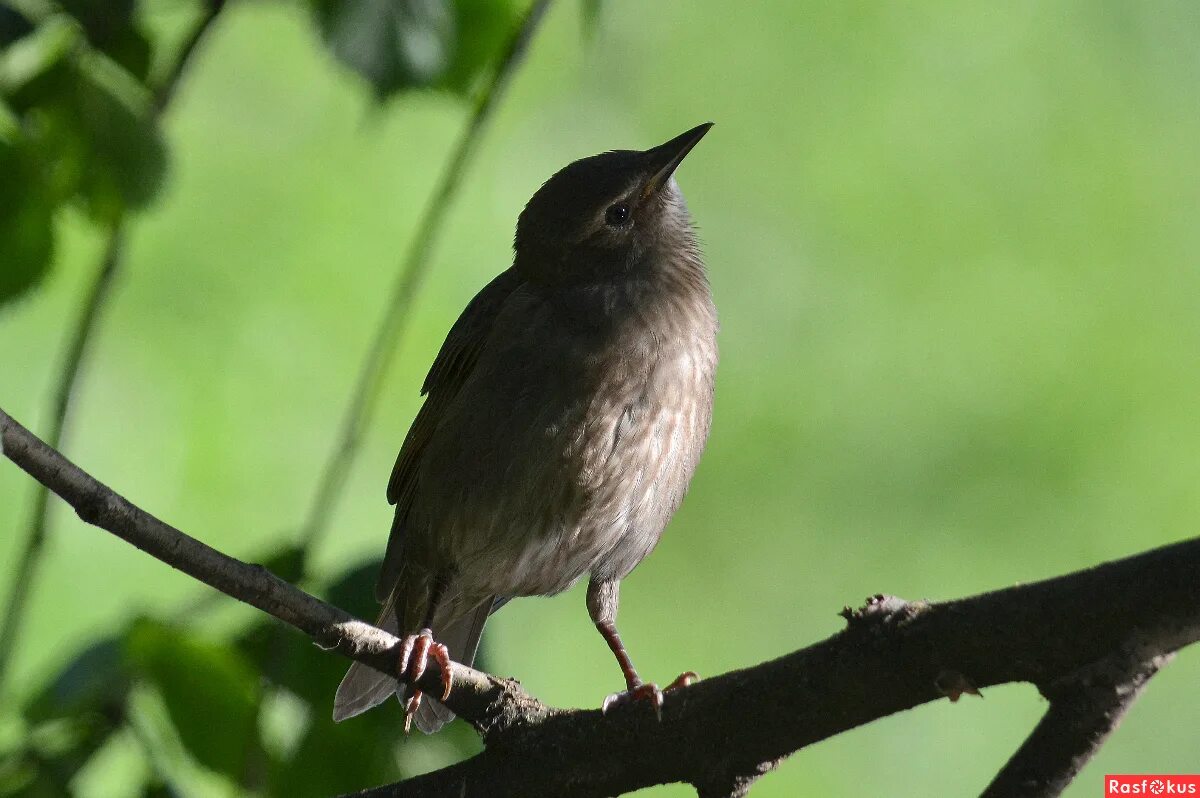 бурый скворец. молодой скворец. молодые скворцы. молодые скворцы. бурый скворец.