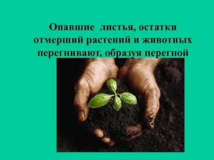 При накоплении растительных и животных остатков образуется