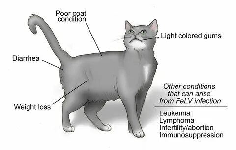 Felines перевод
