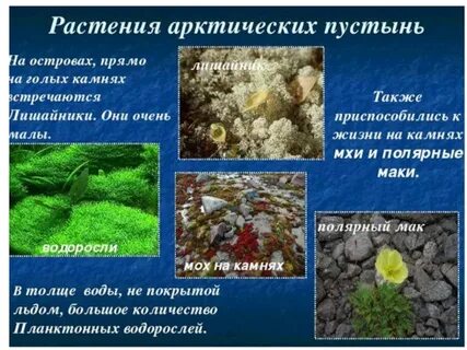 Животные и растения арктических пустынь