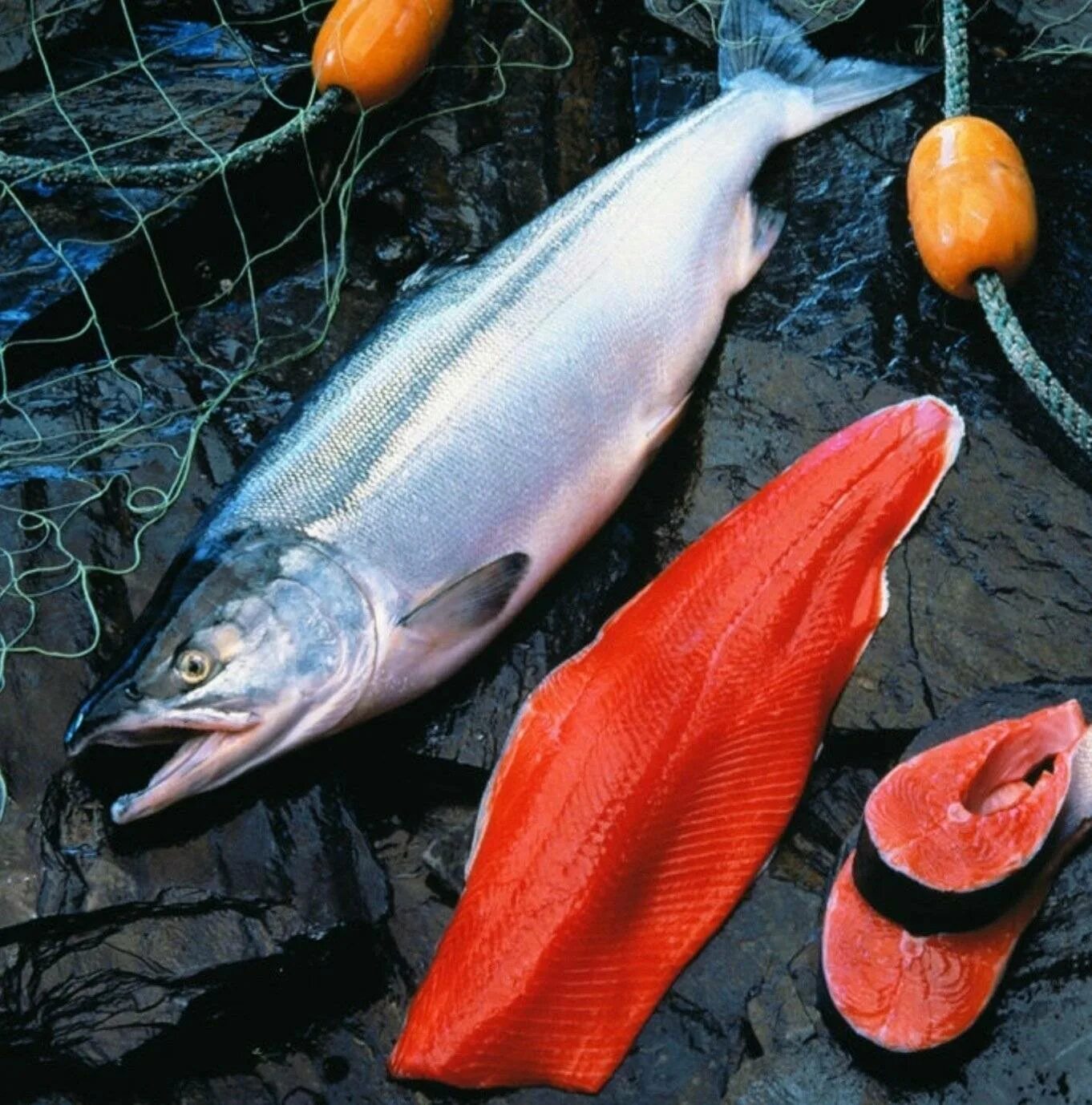 Чавыча камчатка. Чавыча oncorhynchus tshawytscha. чавыча дикий лосось. чавыча камчатская. лосось кижуч.
