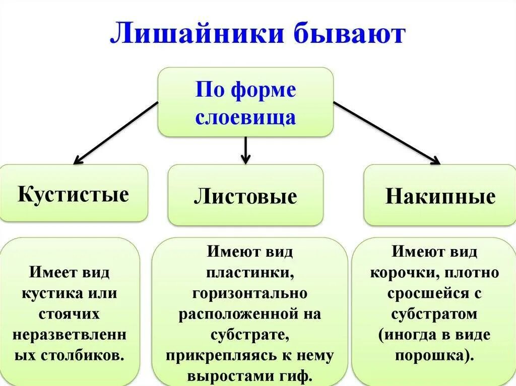 Форма слоевища лишайников схема 5. По форме слоевища лишайники бывают. Схема классификации лишайников. Форма лишайников таблица