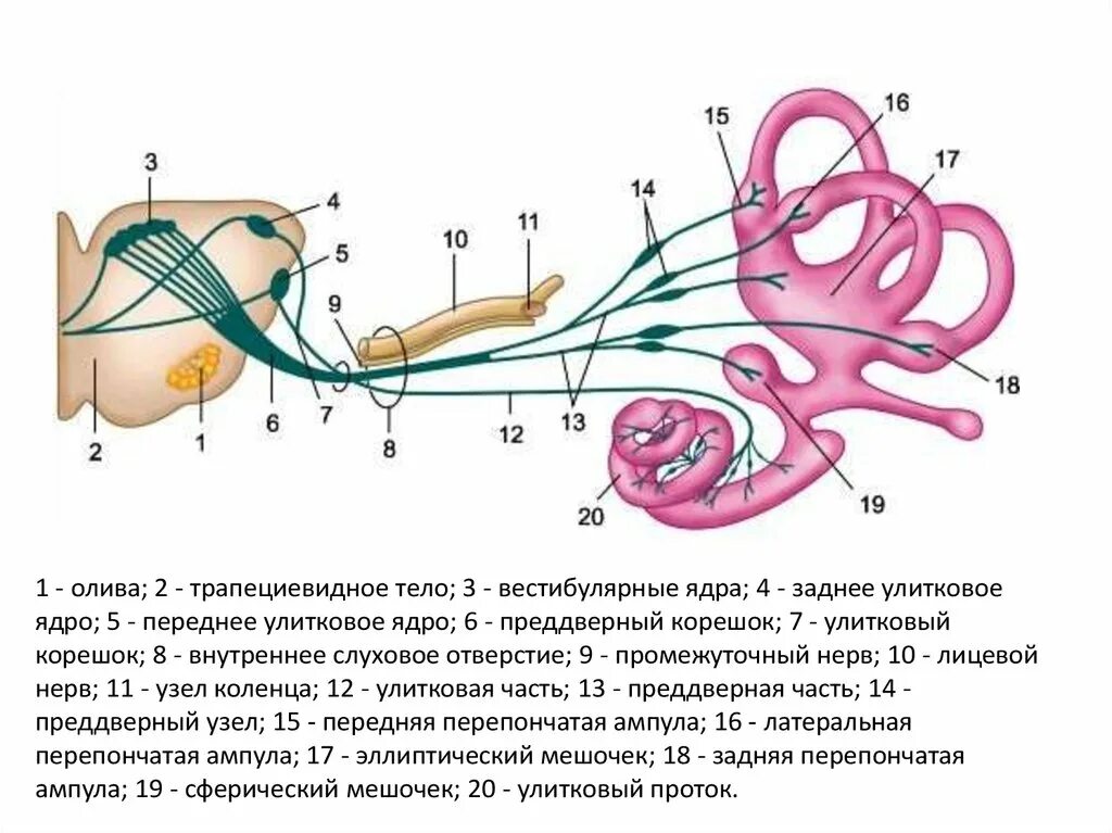 Вестибулярный аппарат мозг. Преддверно-улитковый нерв схема. Преддверная часть преддверно улиткового нерва. Топография преддверно улиткового нерва. Улитковые корешки преддверно улиткового нерва.