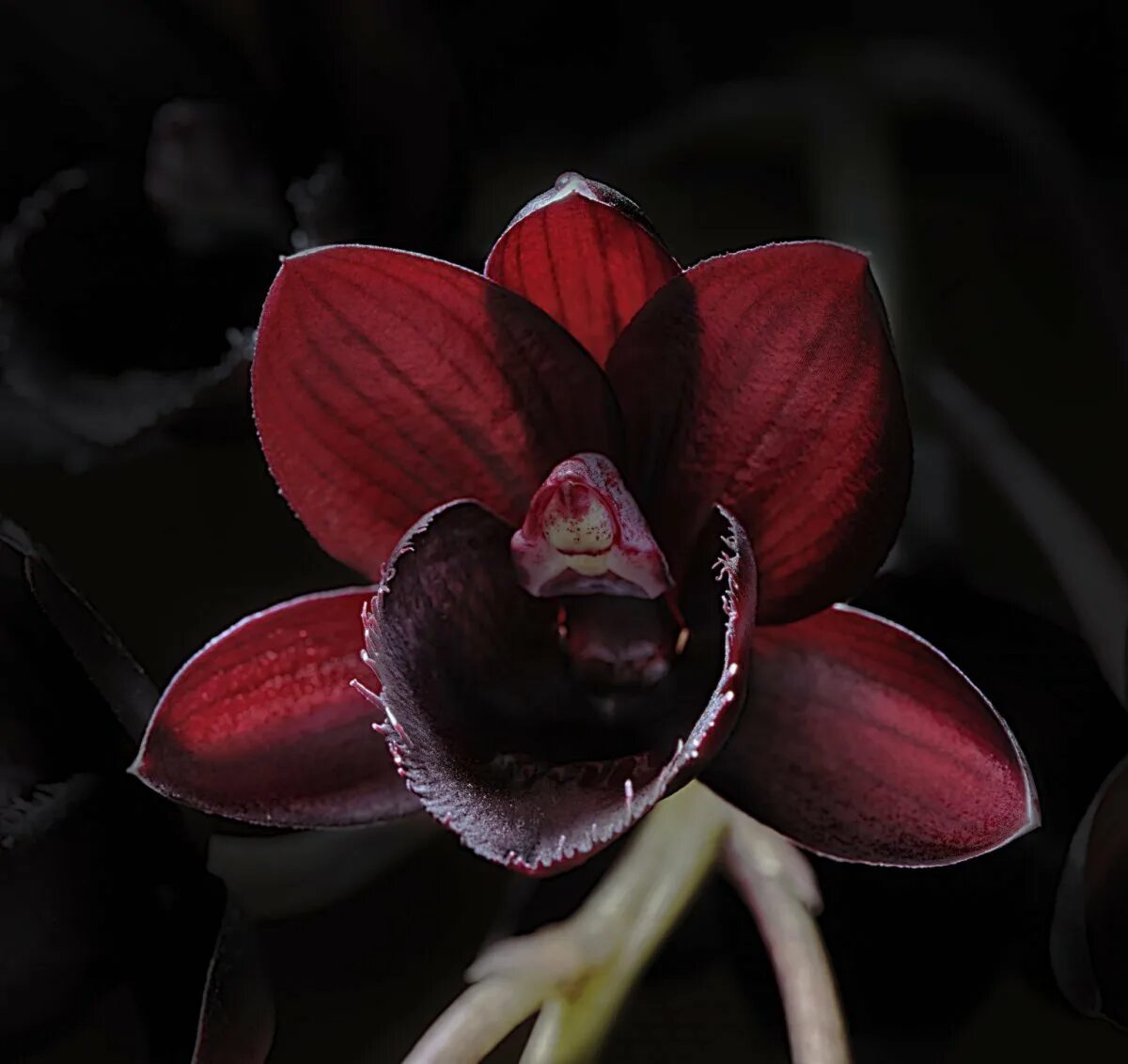 Фаленопсис блэк тревор. Фаленопсис блэк трезор. Орхидея phalaenopsis black jack. Орхидея fredclarkeara after dark black pearl. Фаленопсис блэк баттерфляй.