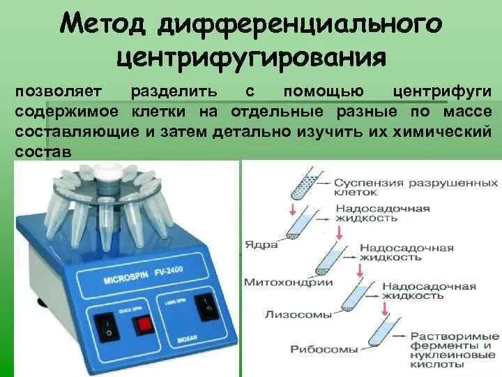 Обработка клеточной массы гормонами высаживание изолированных. Метод центрифугирования в цитологии. Метод дифференциального центрифугирования. Метод дифференцированного центрифугирования. Метод исследования клетки центрифугирование.