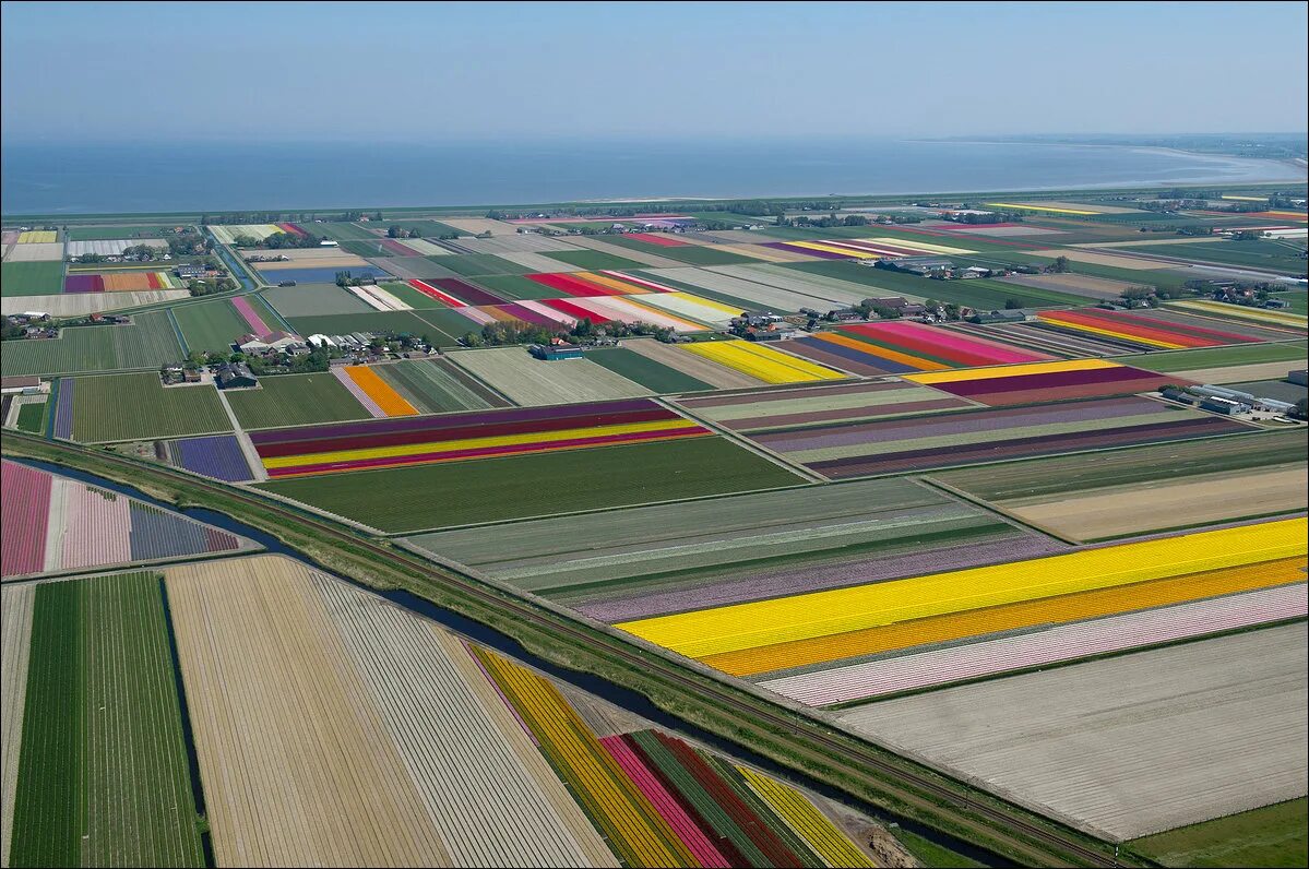 Где тюльпановые поля. Тюльпановые поля в Голландии. Амстердам тюльпановые поля. Тюльпановые поля в Нидерландах фото. Голландия тюльпановые поля сверху.