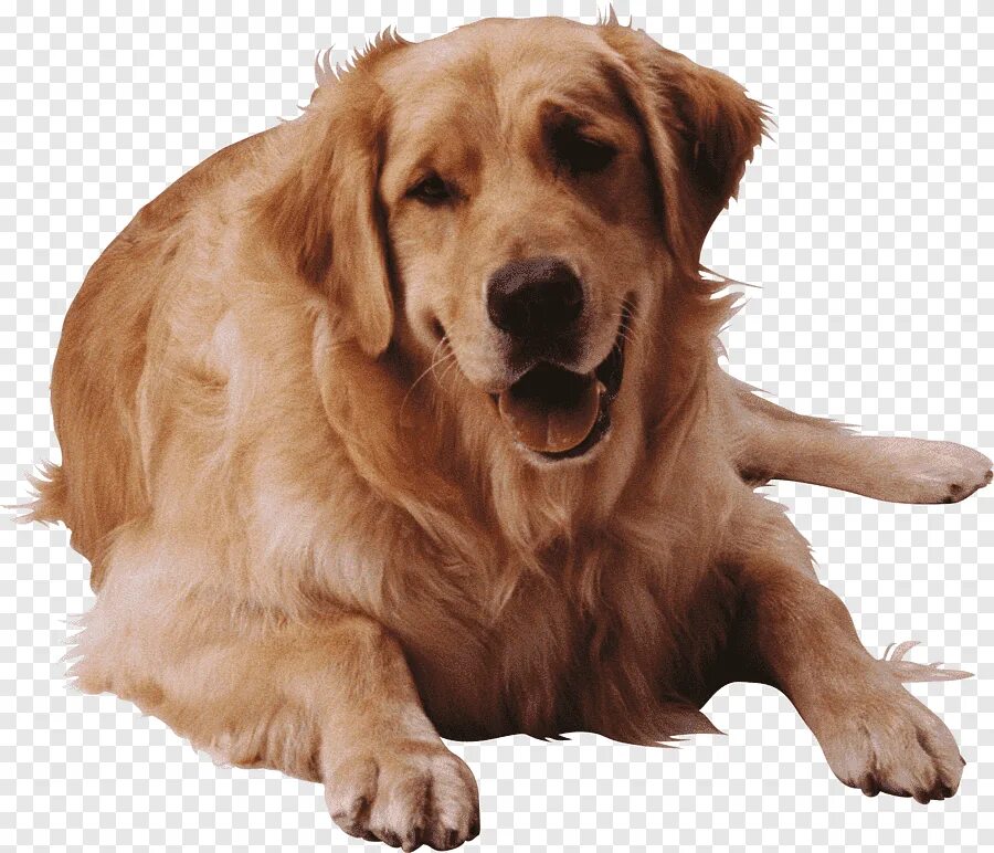 Щенок без фона. Доберман 3 д развертка. Лабрадор ретривер белый щенок. Лабрадор ретривер. Origami models dogs schemes gif.