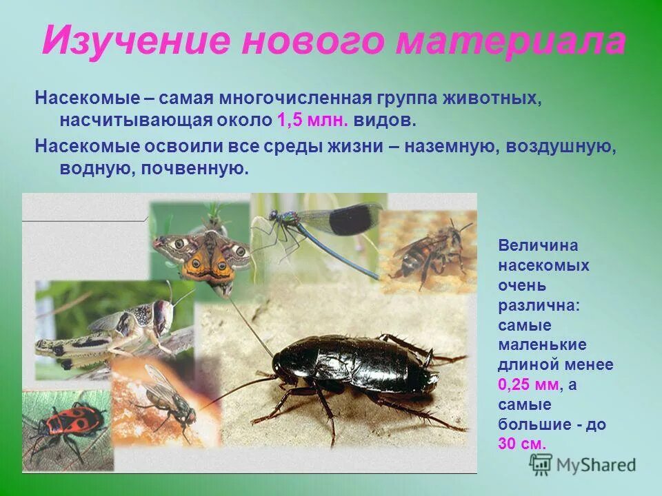Какие среды освоили жуки. Класс насекомые образ жизни. Виды насекомых. Насекомообразные образ жизни. Насекомые освоили среды.