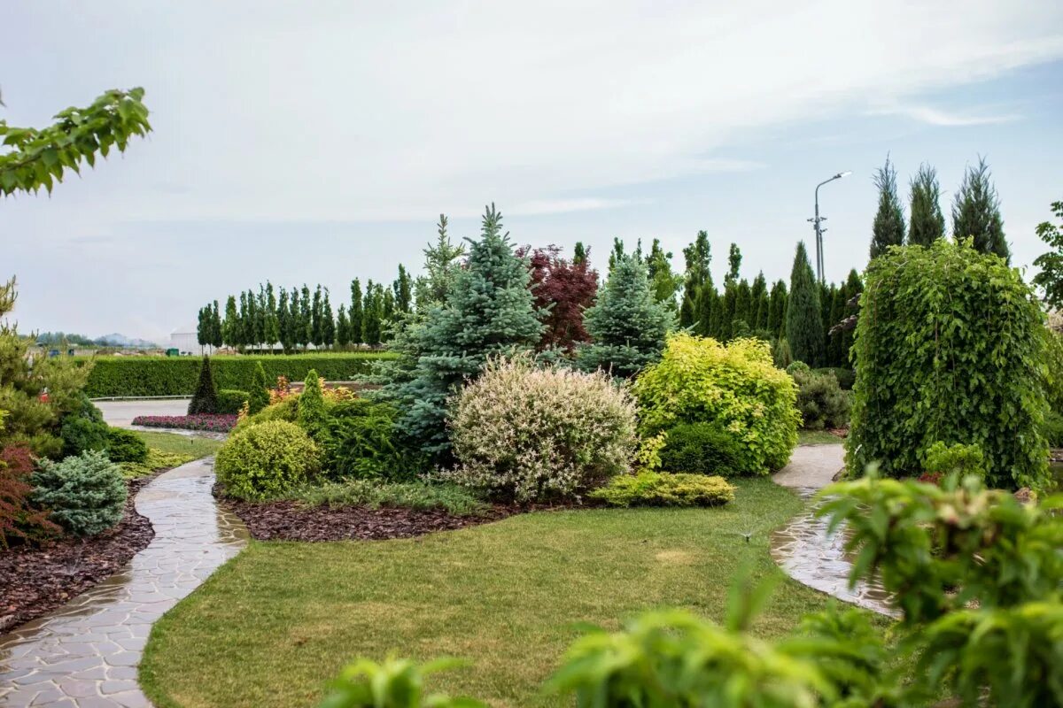 Малоуходный миксбордер. Ель коника, можжевельник, спирея. Лиственница сибирская древесно кустарниковые композиции. Миксбордер с кленом гиннала. Спирея геопластика.