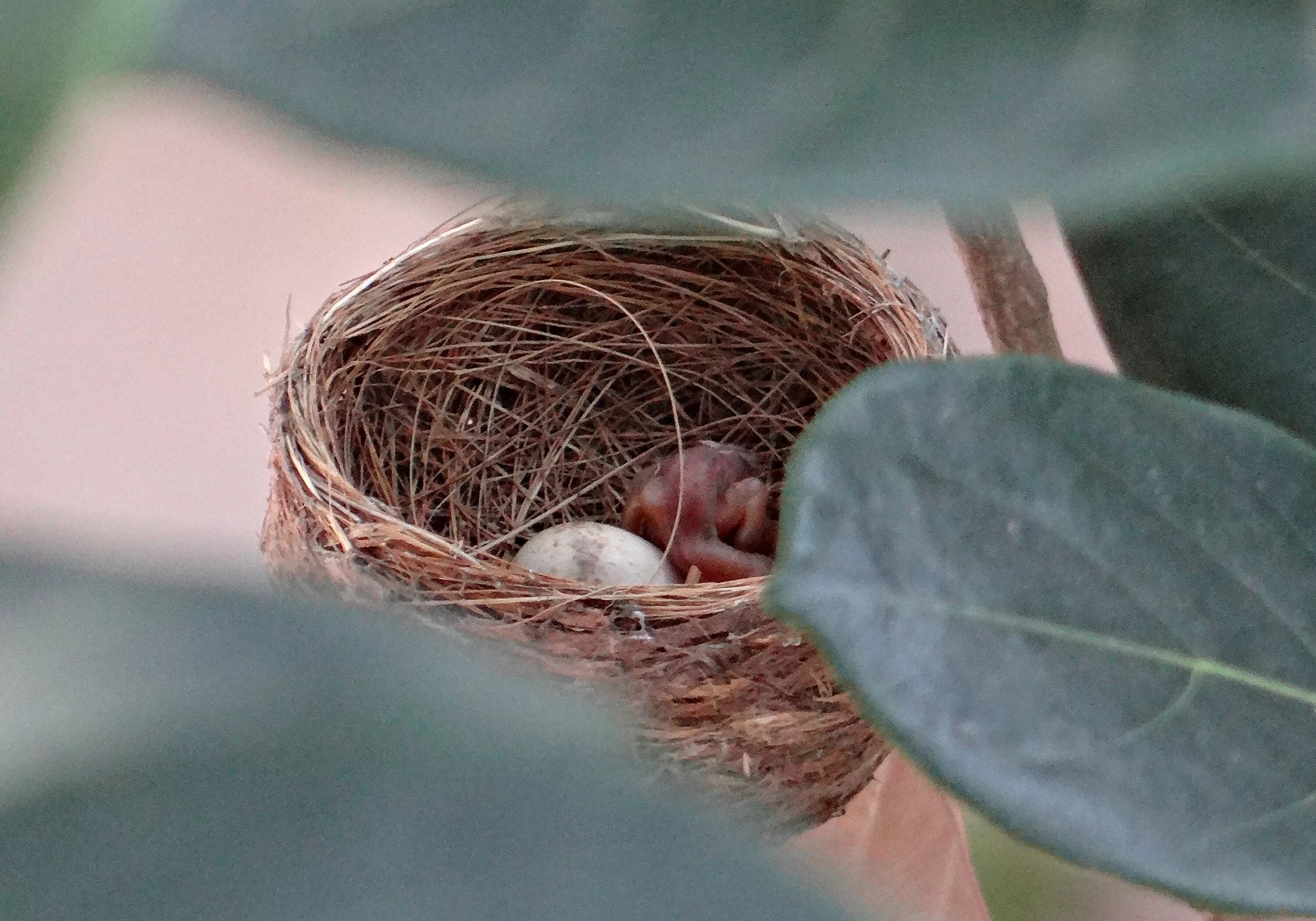 Малая мухоловка гнездо. Мухоловка пеструшка гнездо. Серая мухоловка гнездо. Серая мухоловка яйца в гнезде.