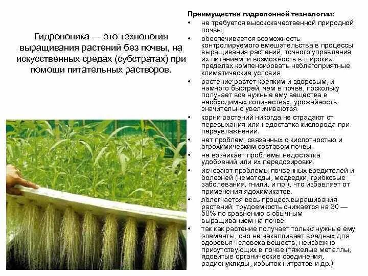 Преимущества гидропоники. Выращивание растений на гидропонике. Преимущества гидропоники. Гидропонный способ выращивания растений. Преимущества гидропоники.