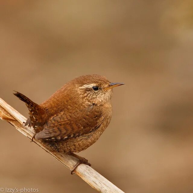 Free Images : profile, looking, wildlife, beak, robin, fauna, tropical bird, ver