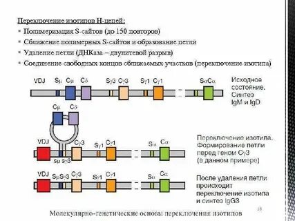 Переключение иммуноглобулинов