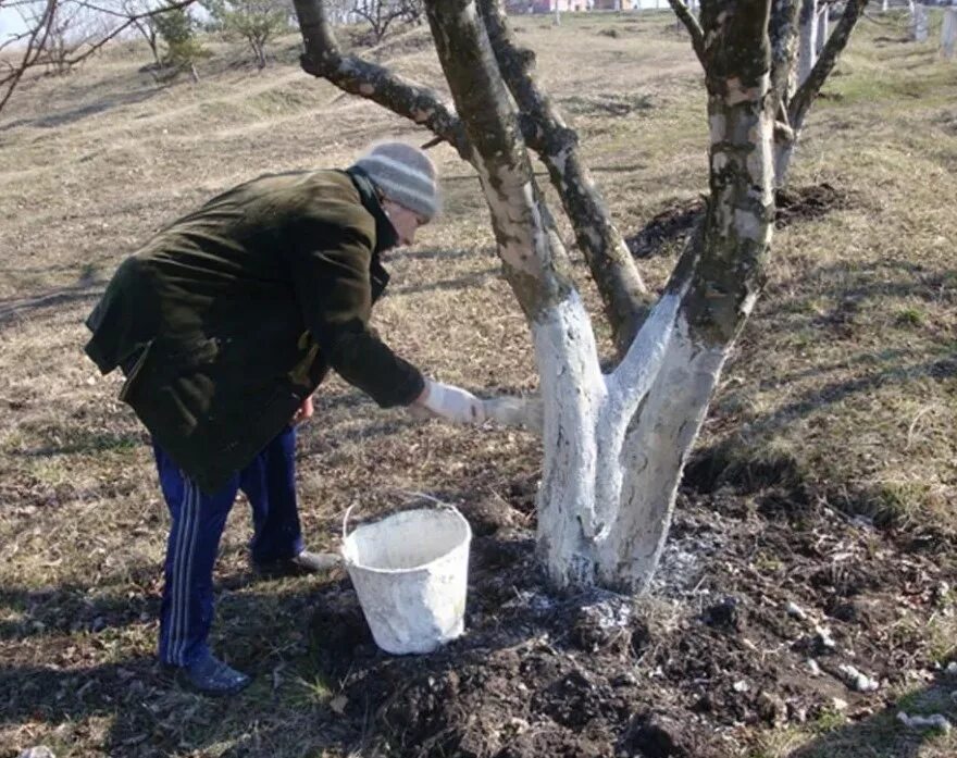 Весенняя побелка плодовых деревьев. Белить яблоню. Побелка деревьев осенью. Побелка деревьев на даче.