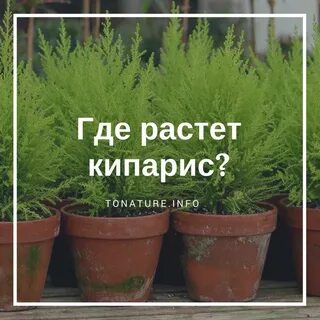 Засыхает кипарис
