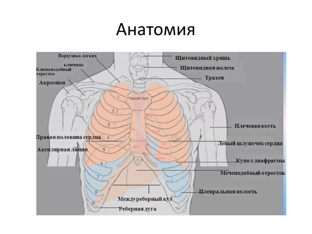 Анатомия органов грудной клетки. Расположение органов в грудной клетке человека. Схема органов грудной клетки. Верхушка легкого анатомия.