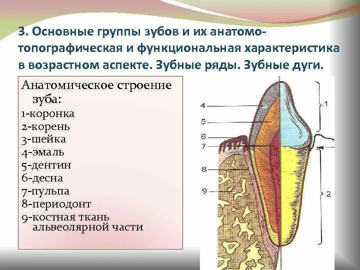 Какую функцию выполняет коронка зуба. Зубы верхней челюсти анатомия. Строение зубного ряда анатомия. Строение зуба. Анатомическое строение зуба.