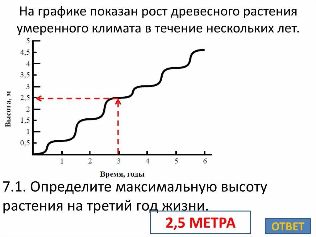 Произошло в течение нескольких дней. На графике показан рост древесного растения. На графике показан рост древесного растения умеренного. Графике. Показывает на графике.