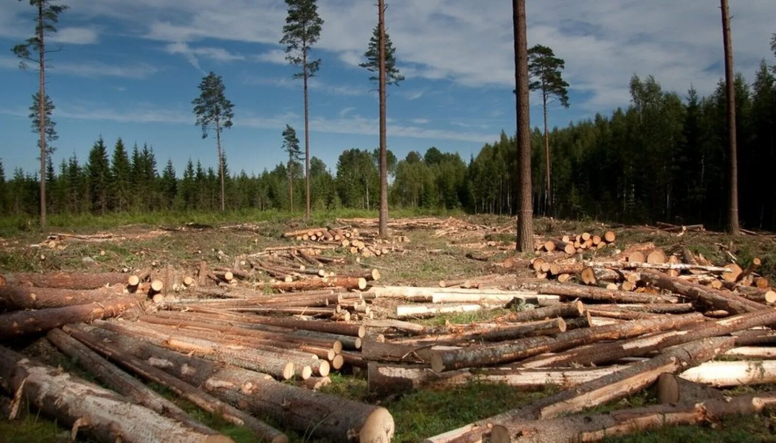 Cut down forest. Вырубленные леса Архангельской области. Вырубка лесов. Вырубка лесов в России. Рубка деревьев.