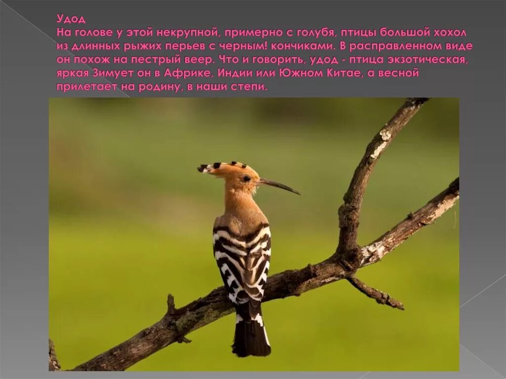 Обыкновенный удод относится к экологической группе дуплогнездников. Удод птица. удод дальневосточный. синеголовый удод. памирский удод.