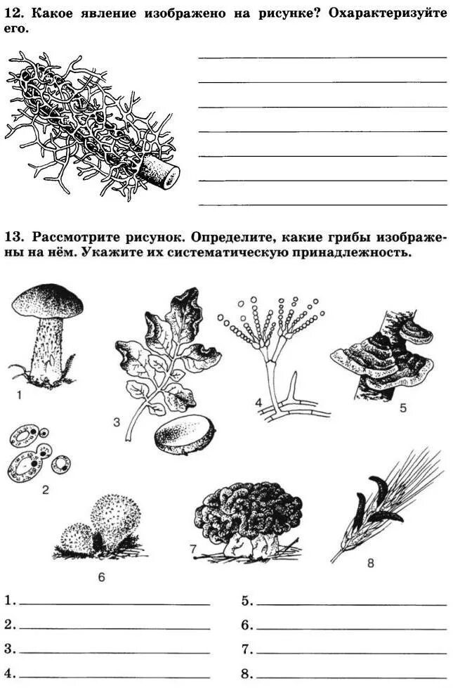 Биология 7 класс сонин читать. Грибы тетрадь для 7 класс Захаров Сонин. Царство грибы 7 класс биология рабочая тетрадь. Рабочая тетрадь биология 7 класс листы. Биология 7 класс Захаров Сонин рабочая тетрадь.