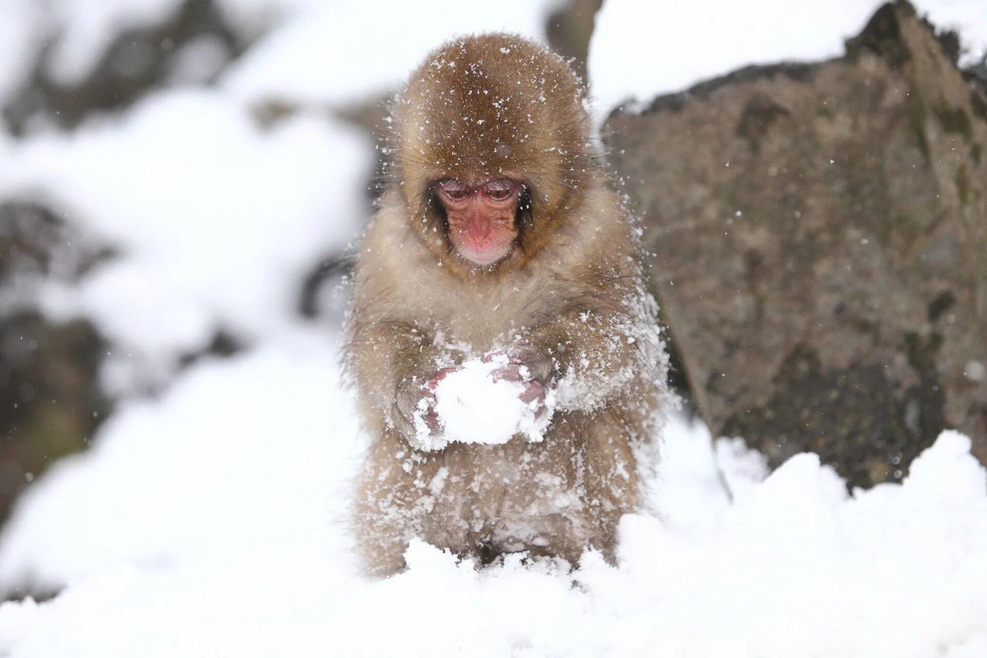Обезьяна в снегу. Обезьяна зимой. Снежные обезьяны.