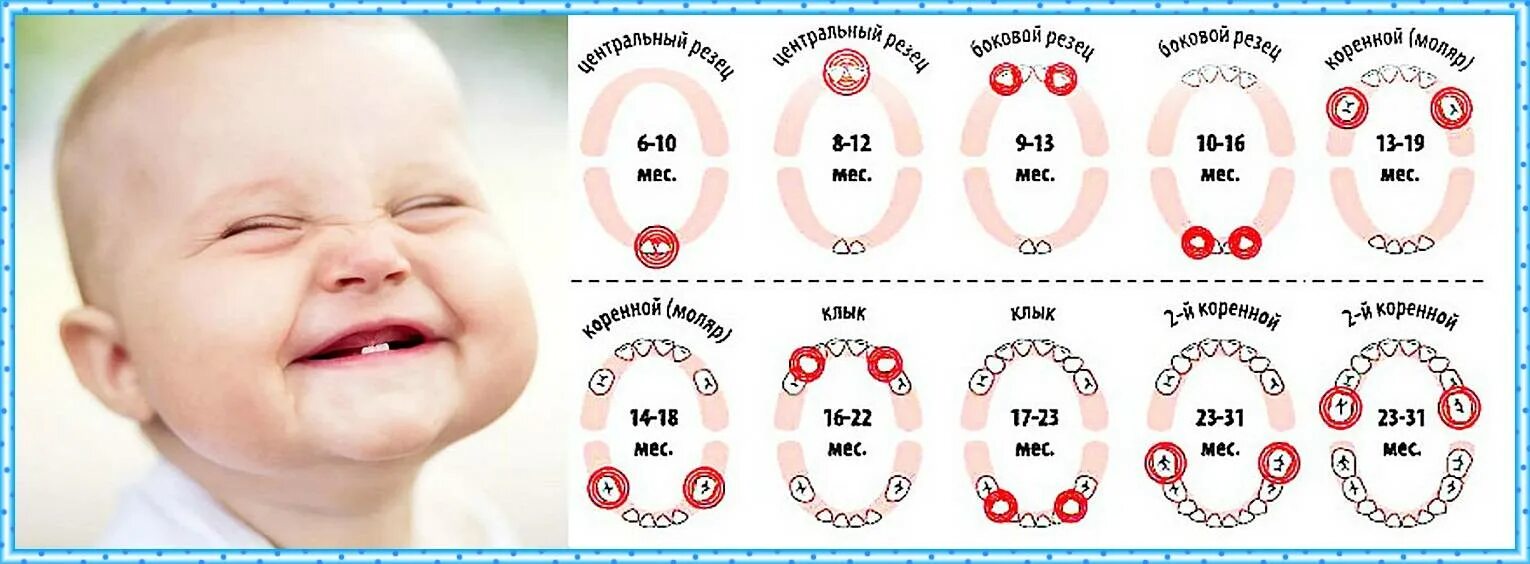 Какие зубки 1 вылезают у младенцев. Схема прорезывания зубов у детей. Во сколько месяцев режутся зубы у младенцев у мальчиков. Зубы в каком возрасте прорезываются. Через сколько месяцев новый