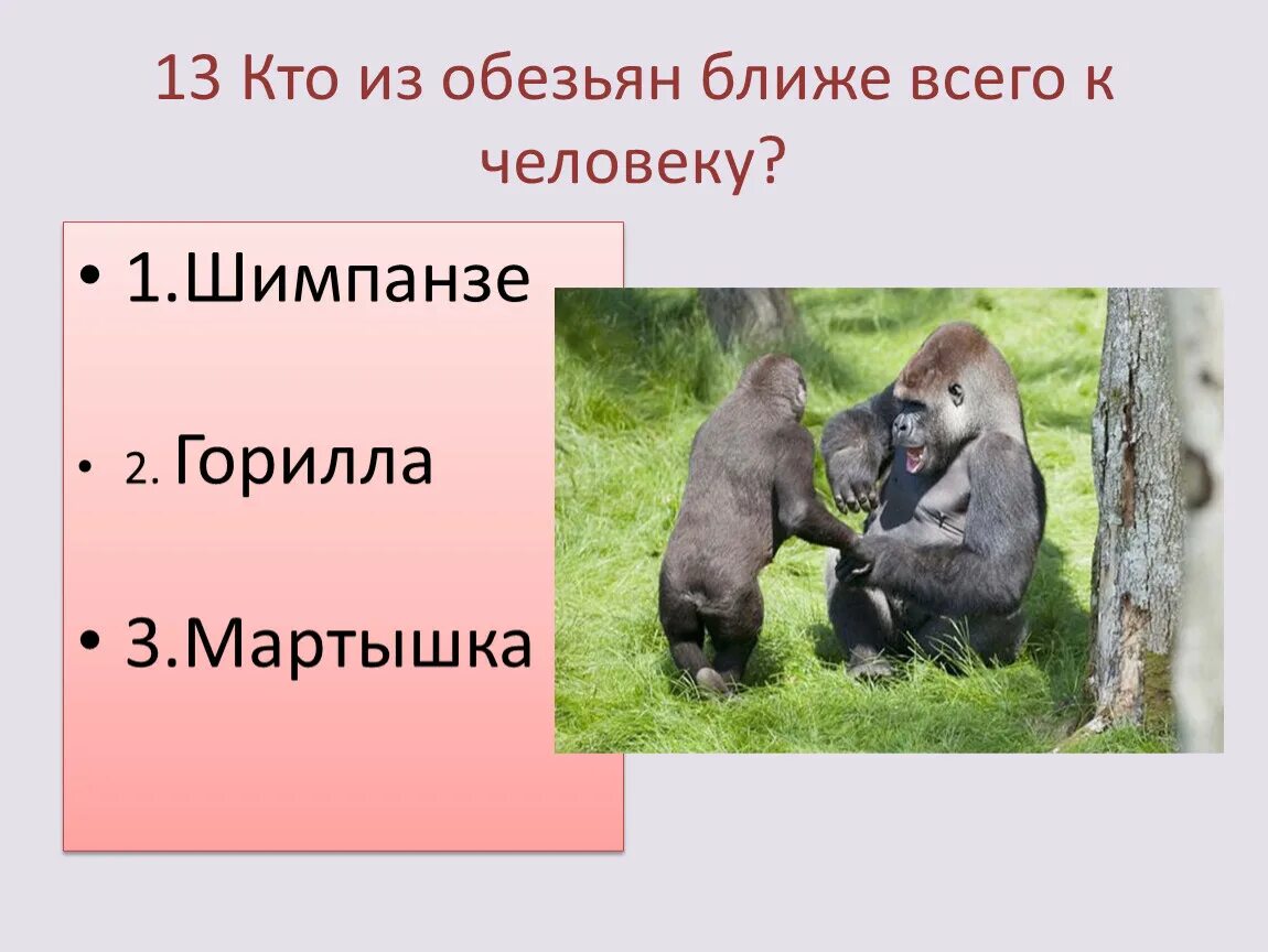 Бонобо рост. Бонобо в конго. Шимпанзе бонобо. Узконосые обезьяны представители. Антропоид обезьяна.