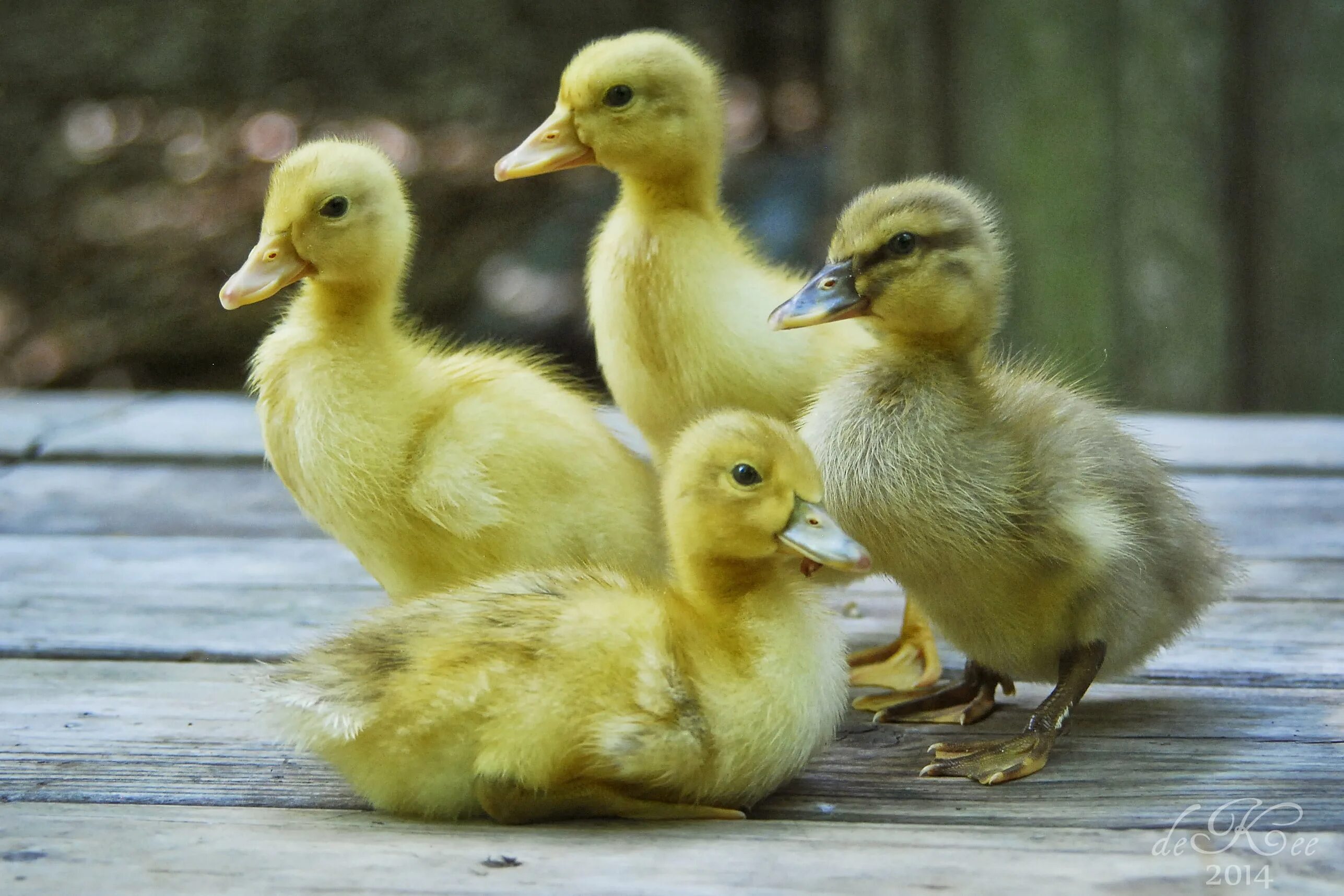 5 duck. Утки породы Мулард. Порода уток муларды. Голубой Мулард утка. Пекинские утята.