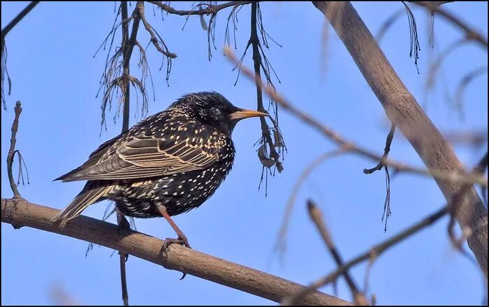 Скворец и скворушка. Скворец доктор. Скворец на земле. Скворец доктор. Обыкновенный скворец (лат.