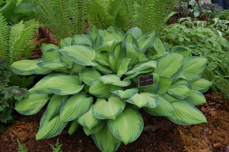 хоста ростки. хоста ранняя. хоста ланцетолистная. хосты весной. хоста цветы весной.
