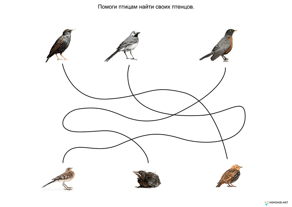 Развитие речи птицы весной подготовительная группа. Лабиринт перелетные и зимующие птицы для детей. Перелетные птицы задания. Зимующие птицы задания для дошкольников. Задания для детей по теме перелетные птицы.
