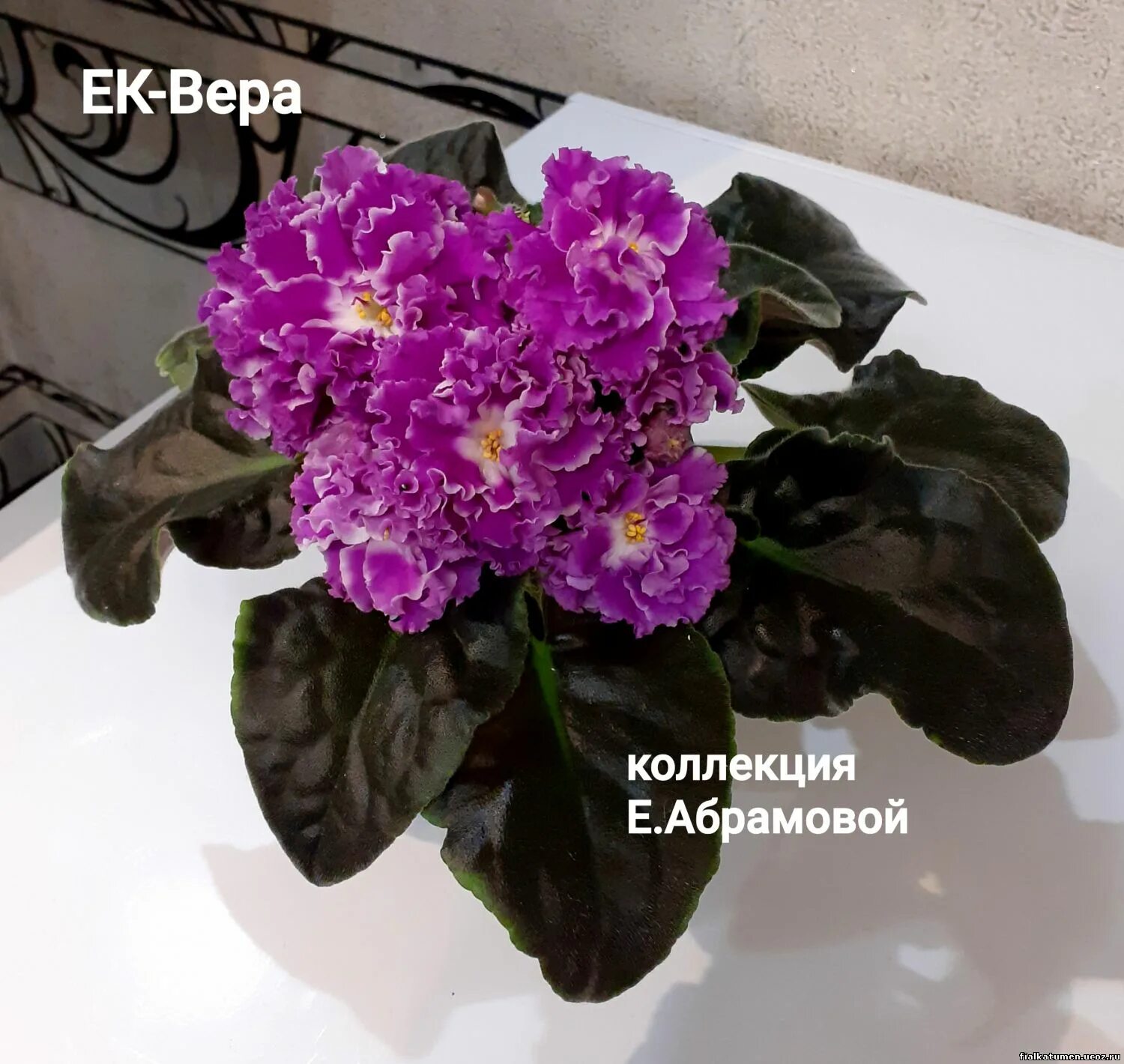Тюменская фиалка - стр.1