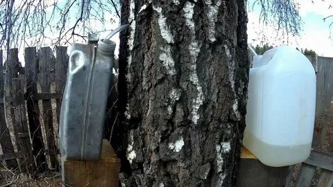 Березовый сок с помощью капельницы