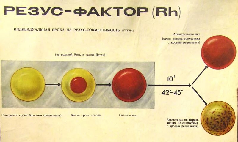 Генотипы резус положительных людей. Как выглядит резус фактор крови. типы резус фактора. проба по резус фактору. резус фактор крови различие.