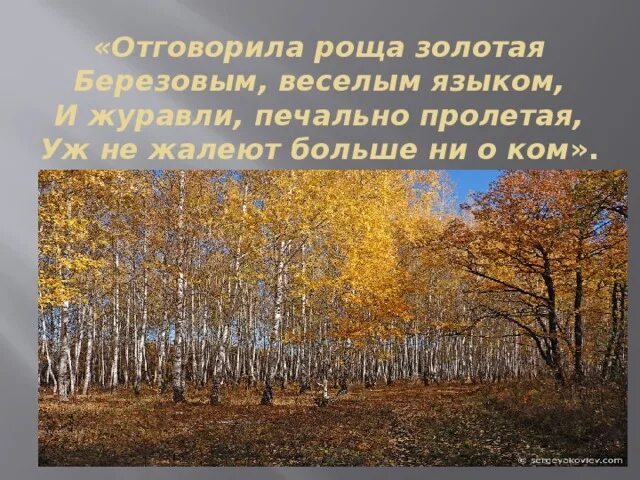 Идея стихотворения отговорила роща. Отговорила роща Золотая березовым веселым. Отговорила роща Золотая березовым веселым языком. Отговорила осень Золотая. Отговорила роща Золотая Есенин.