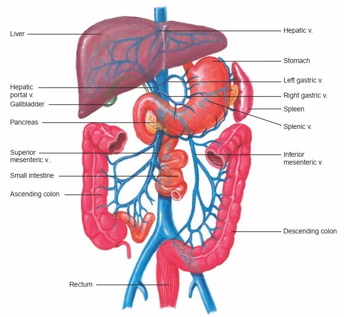 Воротная вена рисунок. Воротная вена рисунок. Динамическая схема воротной вены. Воротная вена печени анатомия схема. Газ в системе воротной вены.
