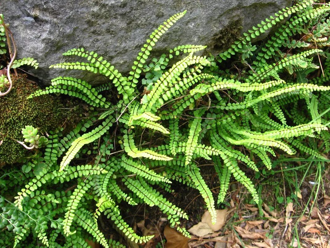 Костенец волосовидный (asplenium trichomanes). Папоротник костенец (asplenium). Костенец волосовидный. Папоротник костенец волосовидный. Костенец волосовидный.